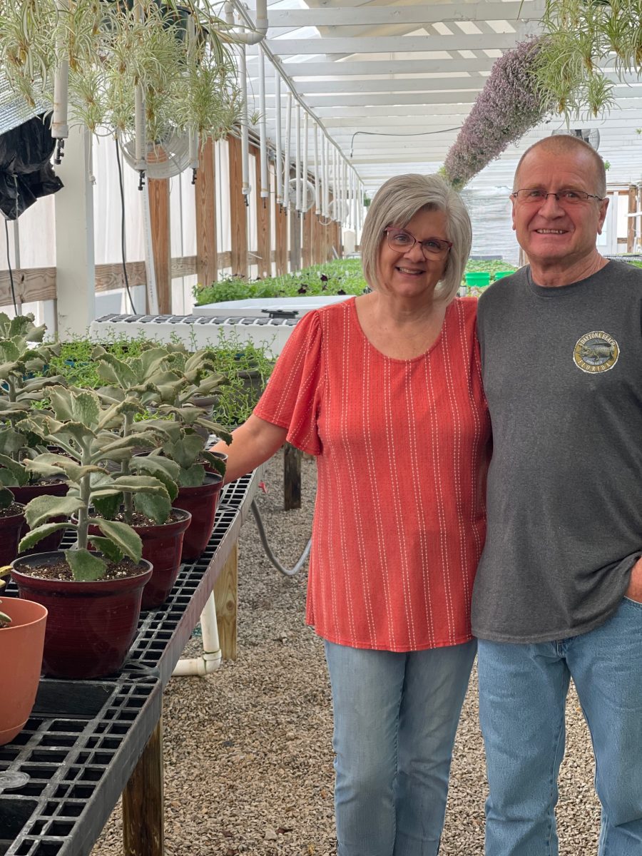 indoor dracaena Dracaena Marginata  Plant Shop GR