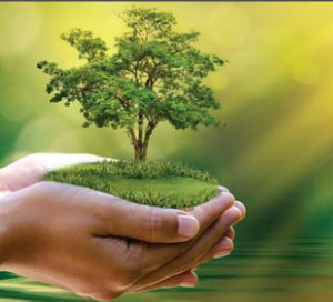 Hands Holding Out Tree