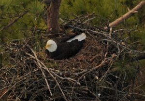 A view of a bald eagle nest from the helicopter during an annual nesting survey. Photo by: Ray Stainfield